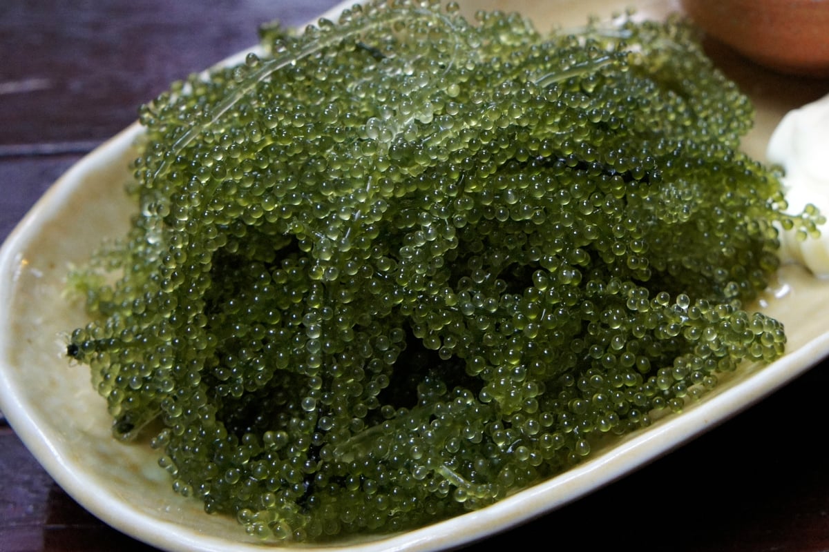 Umibudo (Sea Grapes)